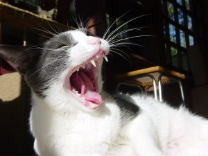 ネコちゃんの舌苔